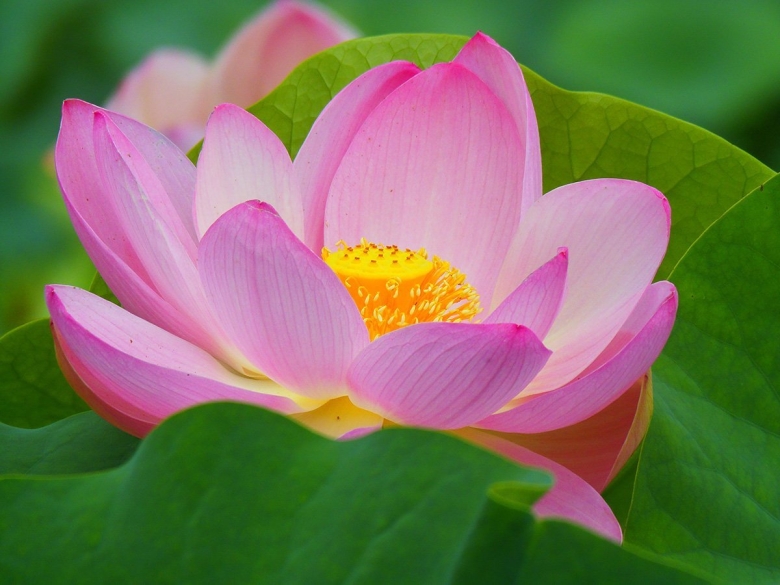 Реликтовое растение Лотос Комарова