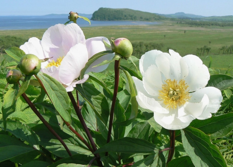 Пион Дальневосточный молочноцветковый