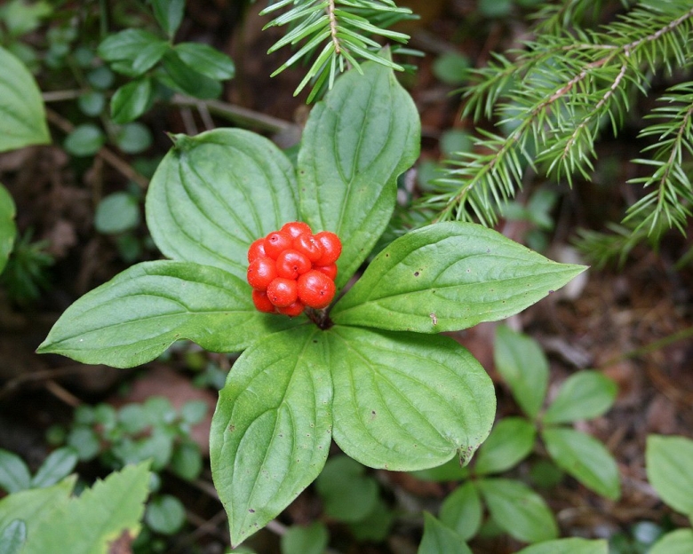 Костяника Сахалинская