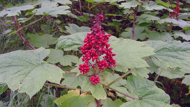 Эхинопанакс высокий заманиха