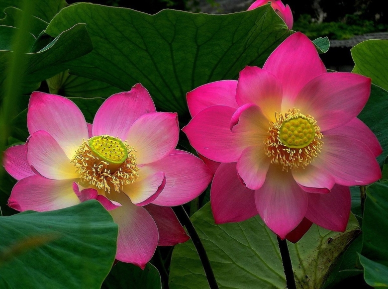 Растения дальнего Востока