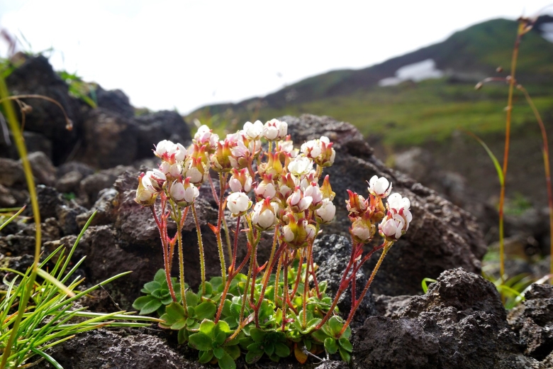 Эндемики Камчатки растения