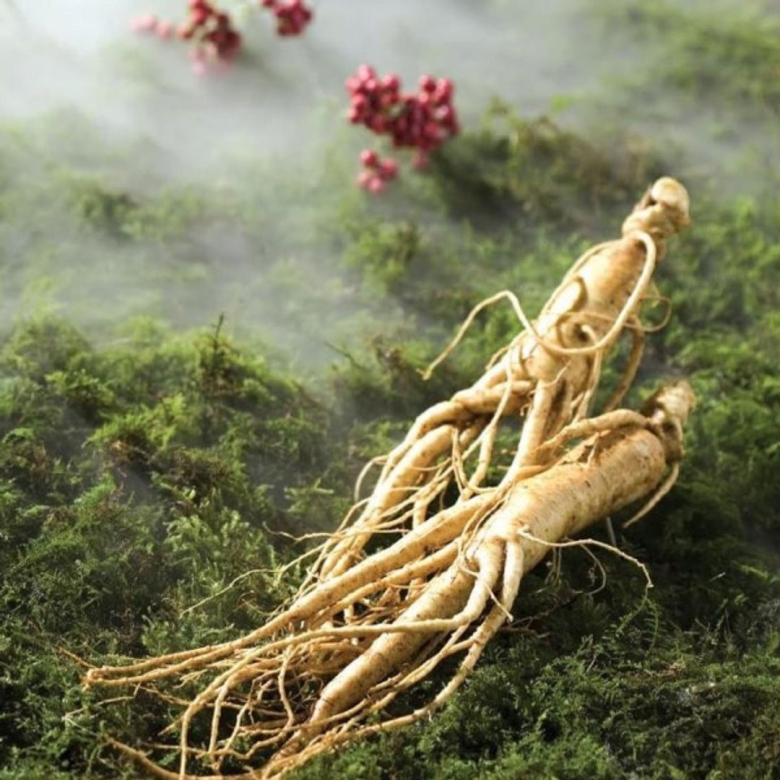 Жень Шень обыкновенный