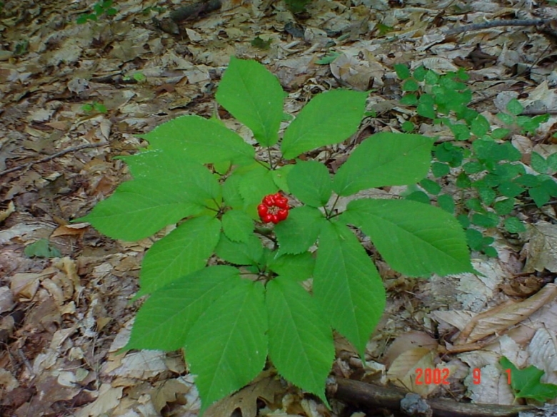 Женьшень Дальневосточный