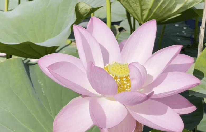 Озеро с лотосами в Амурской области