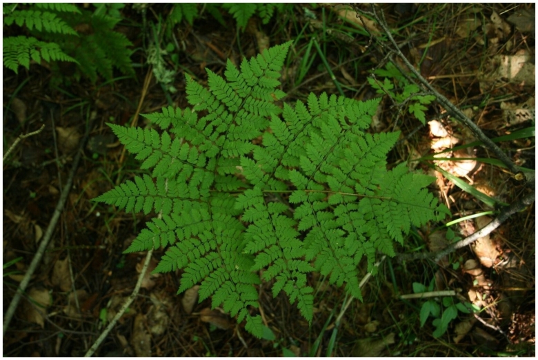 Лепторумора Микеля