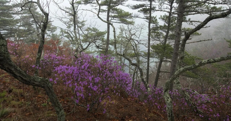 Флора Сихотэ Алинского заповедника