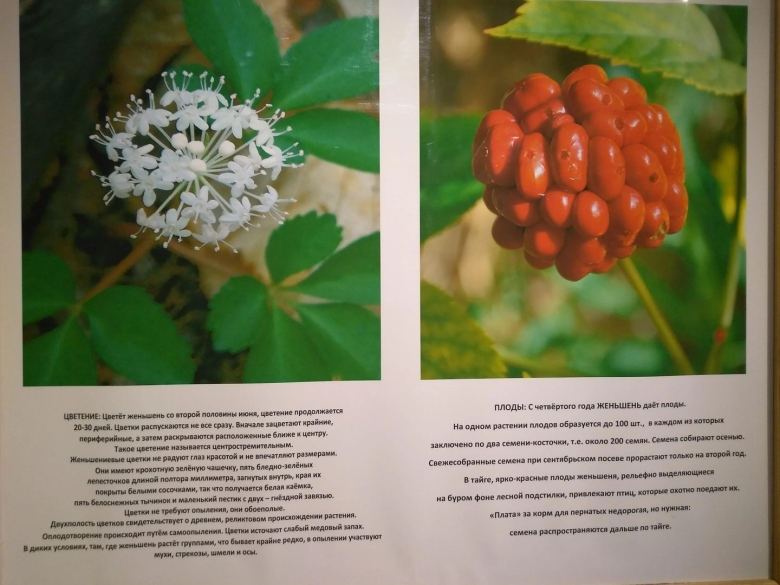 Женьшень Дальневосточный