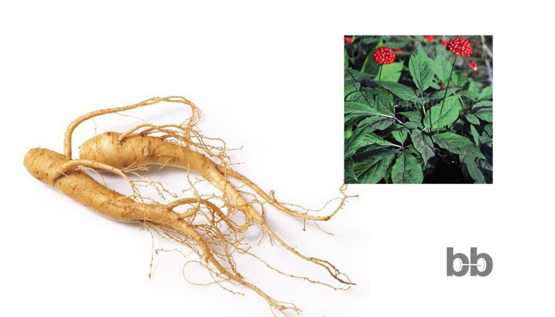 Корень Шанданского женьшеня