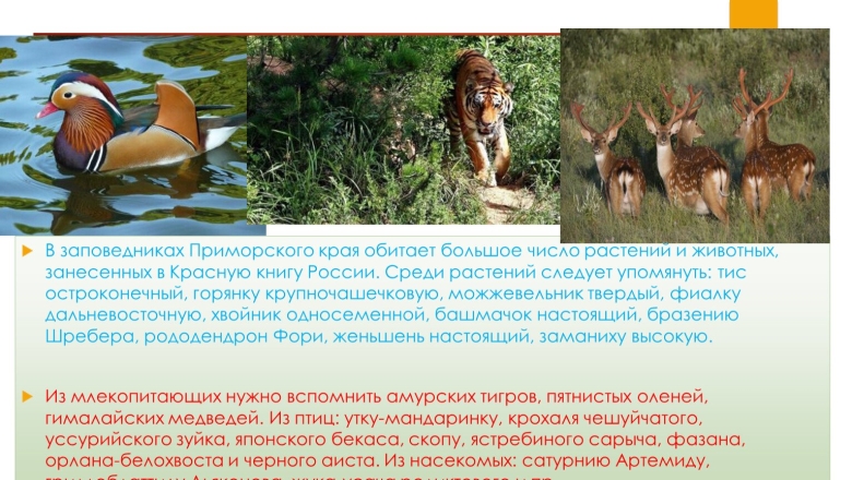 Заповедники приморскоготкрая