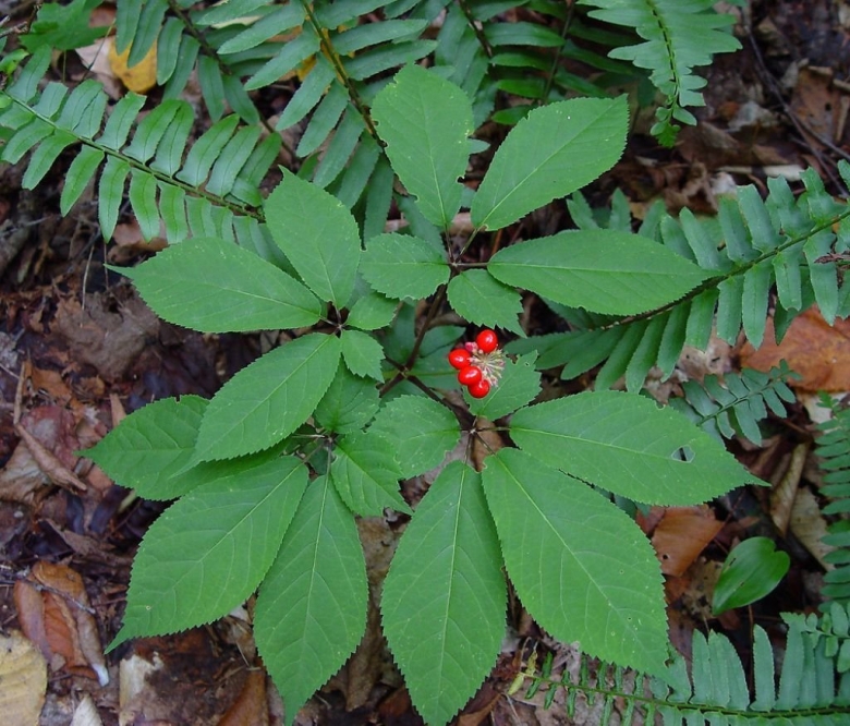 Женьшень Дальний Восток