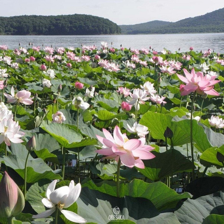 Лотос Комарова Хабаровский край