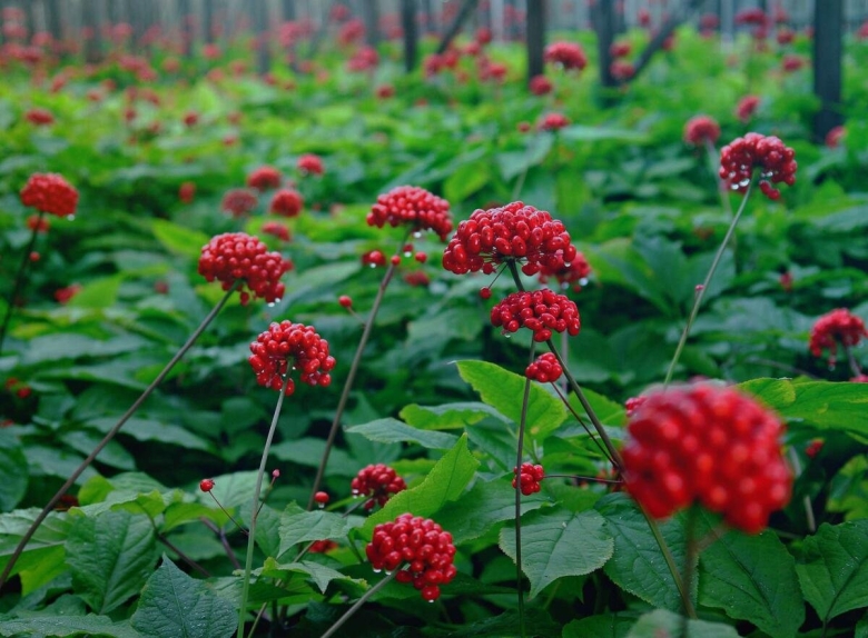 Женьшень дальний восток