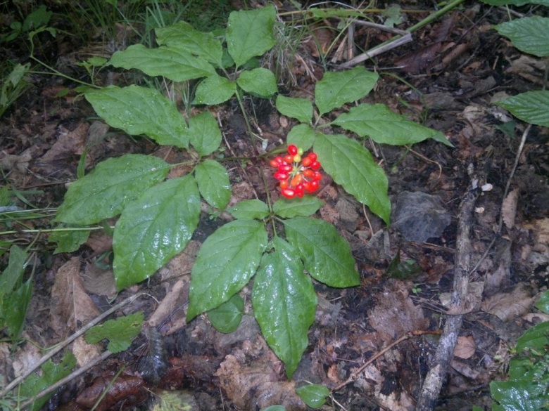 Женьшень Дальневосточный