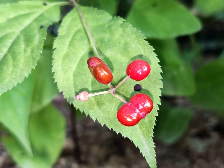Женьшень обыкновенный фото
