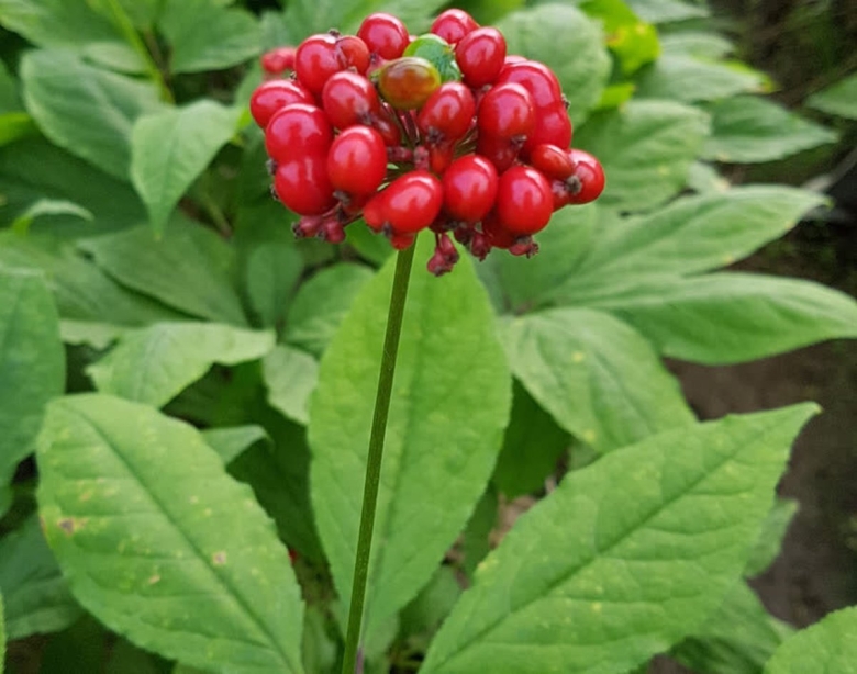 Воронец красноплодный