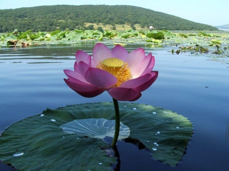 Лотос Комарова орехоносный