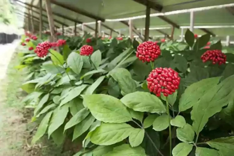 Цветы женьшеня