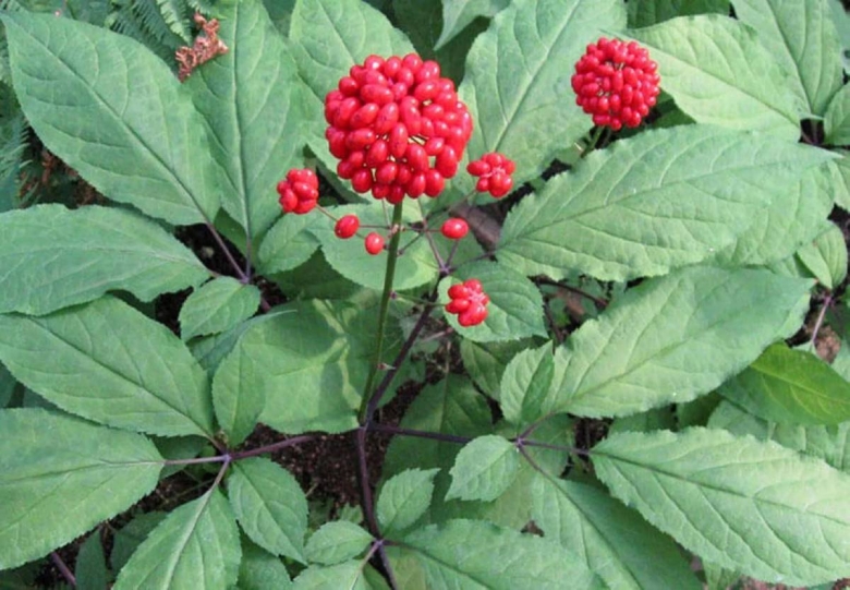 Женьшень Дальневосточный