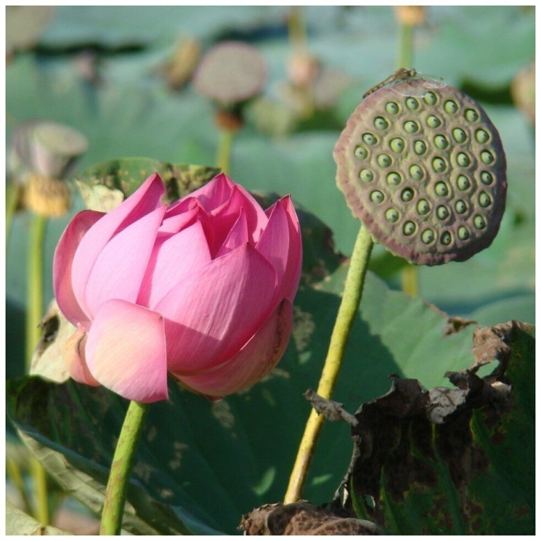 Лотос орехоносный Nelumbo nucifera