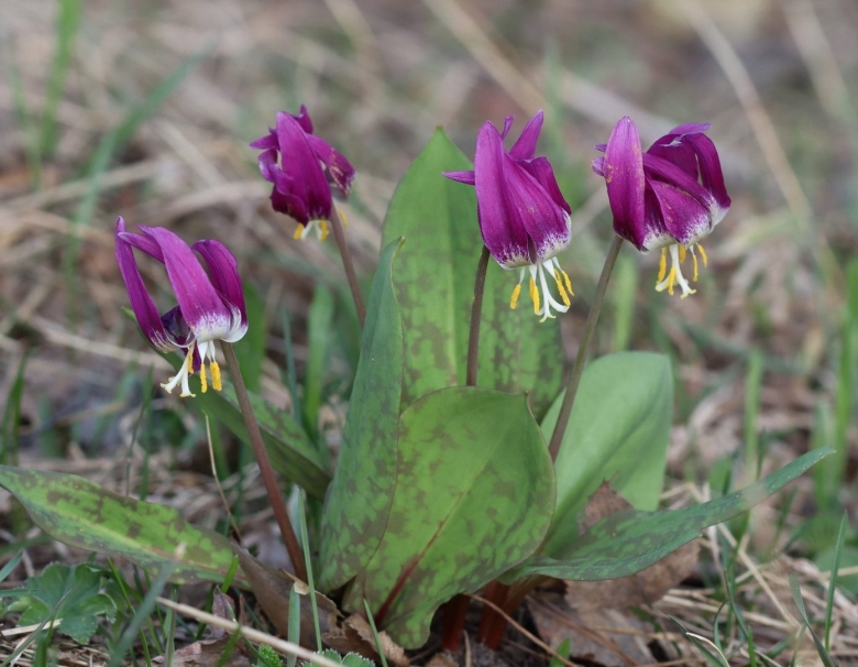 Кандык сибирский ( erythronium sibiricum).