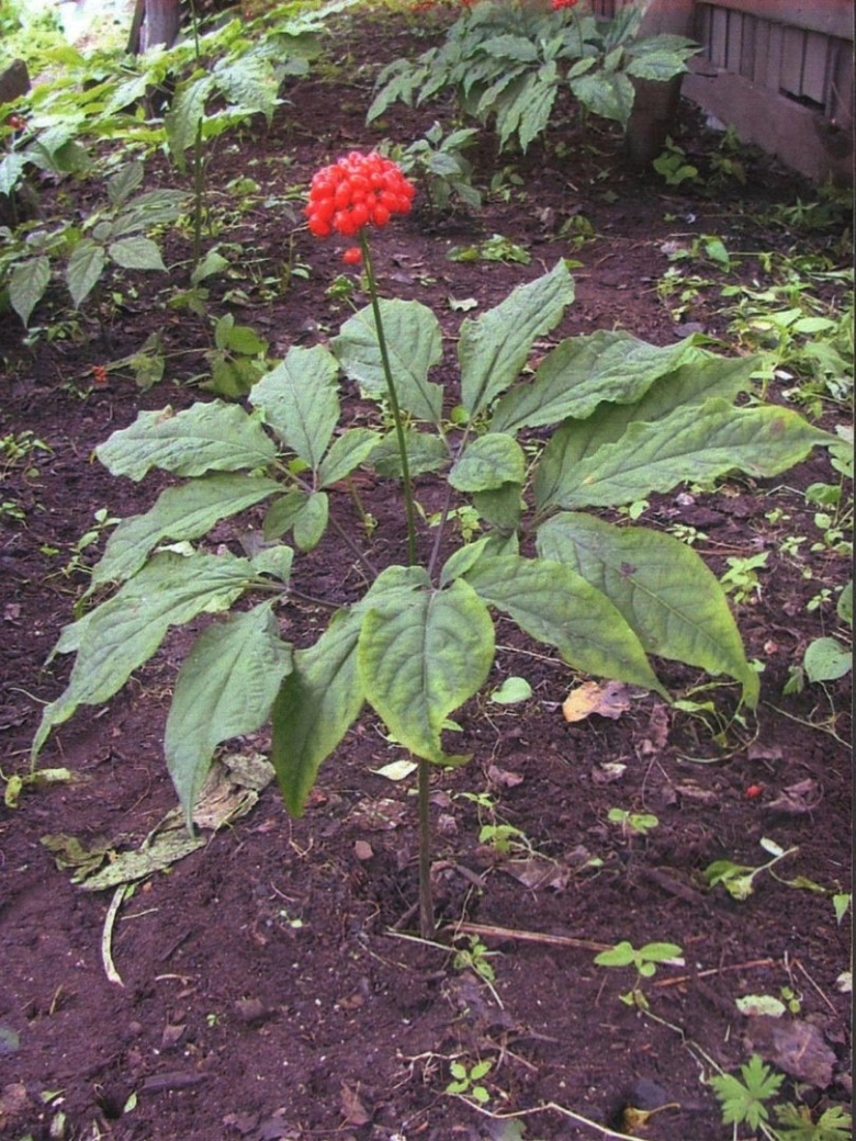 Приморский женьшень