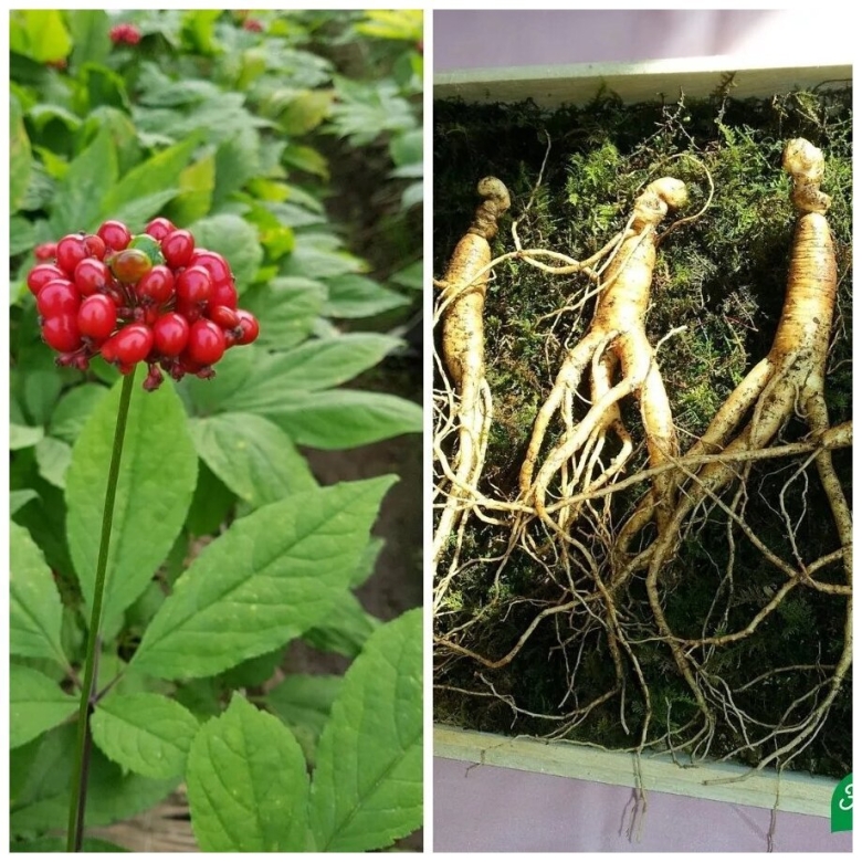 Уссурийская Тайга женьшень