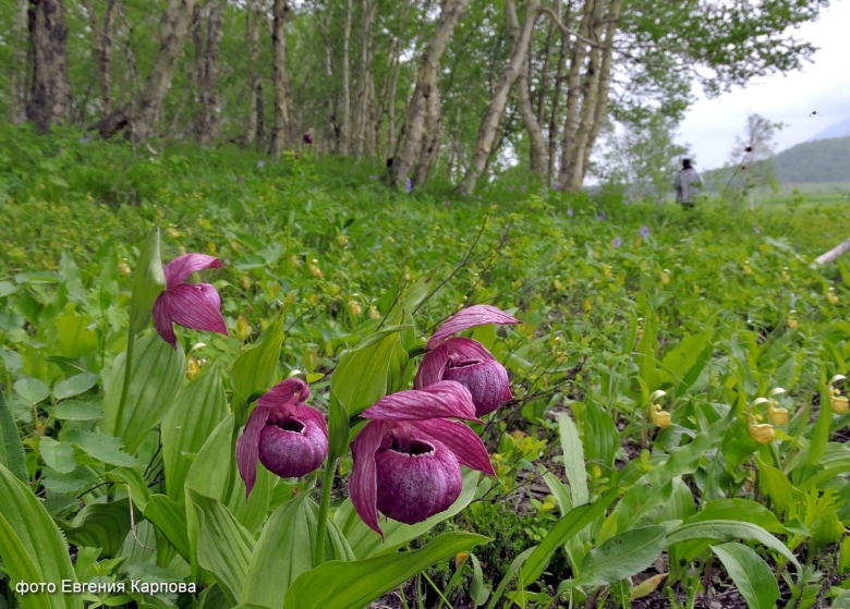 Башмачок венерин