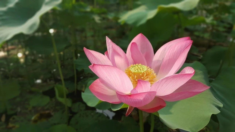 Лотос орехоносный Nelumbo nucifera