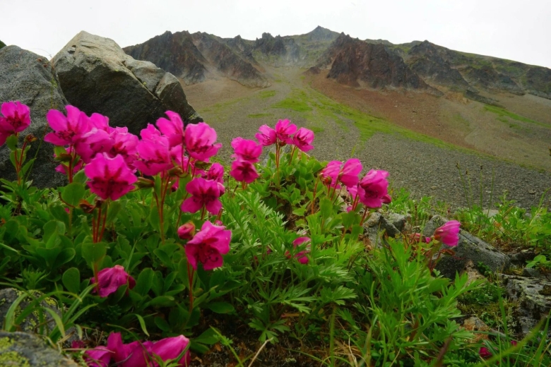 Альпийские луга камчатки