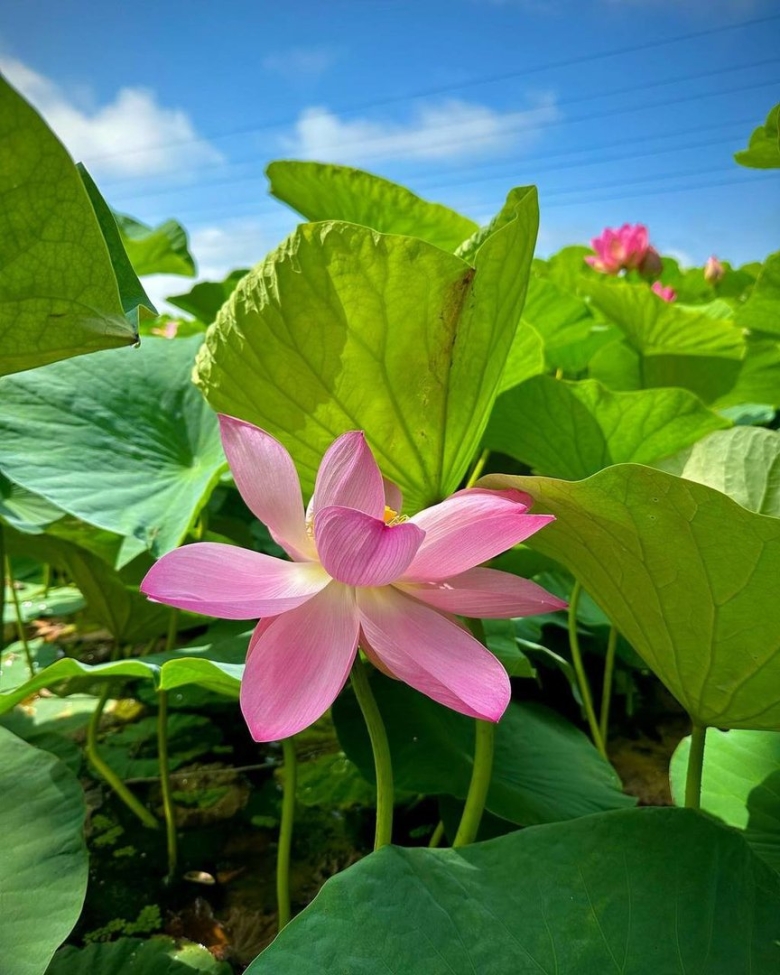 Лотос Комарова в Приморском крае