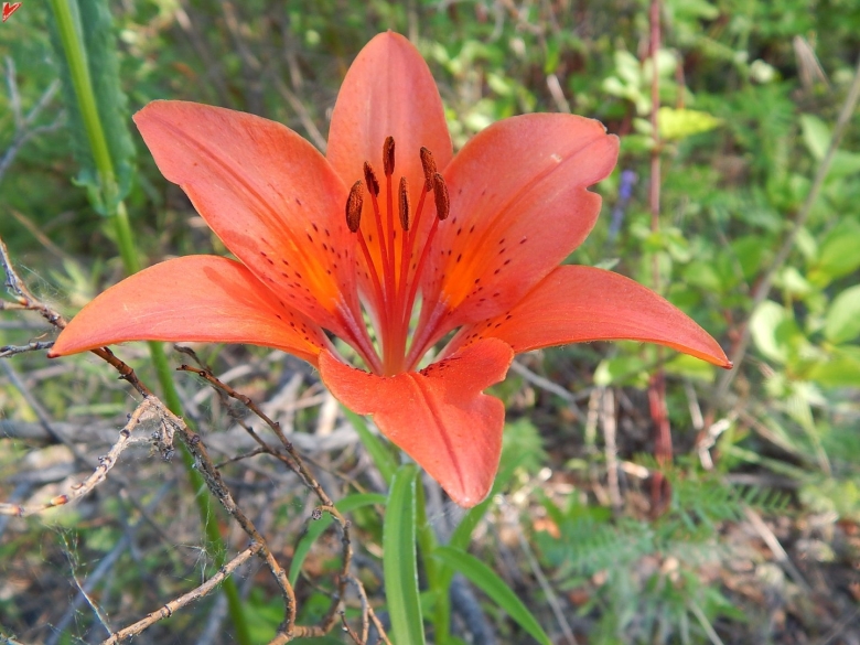 Растение Лилия пенсильванская