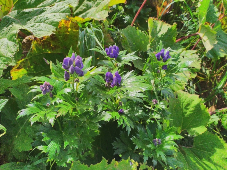 Цветы дальнего Востока