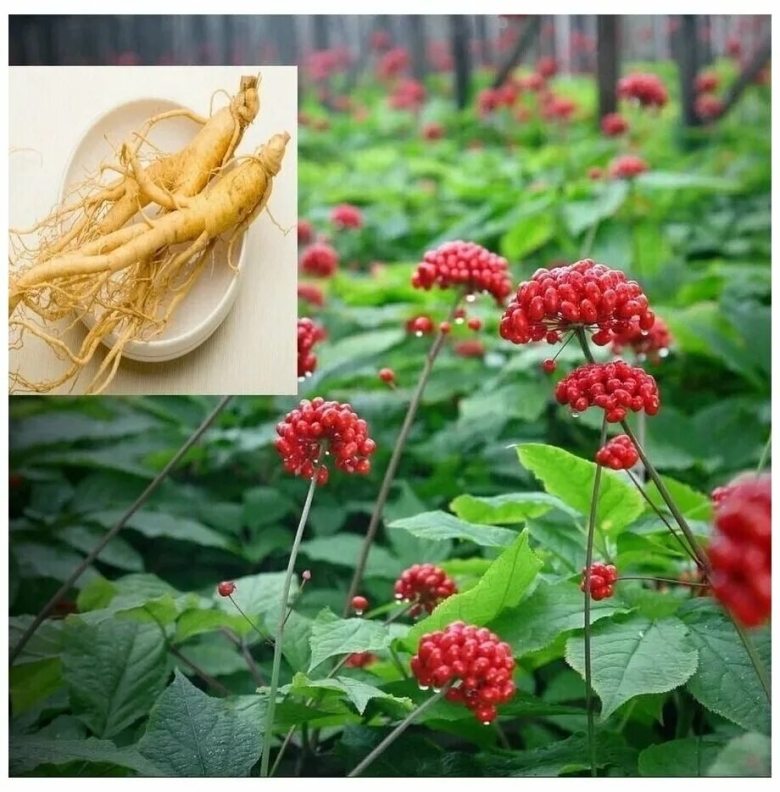 Женьшень дальневосточный