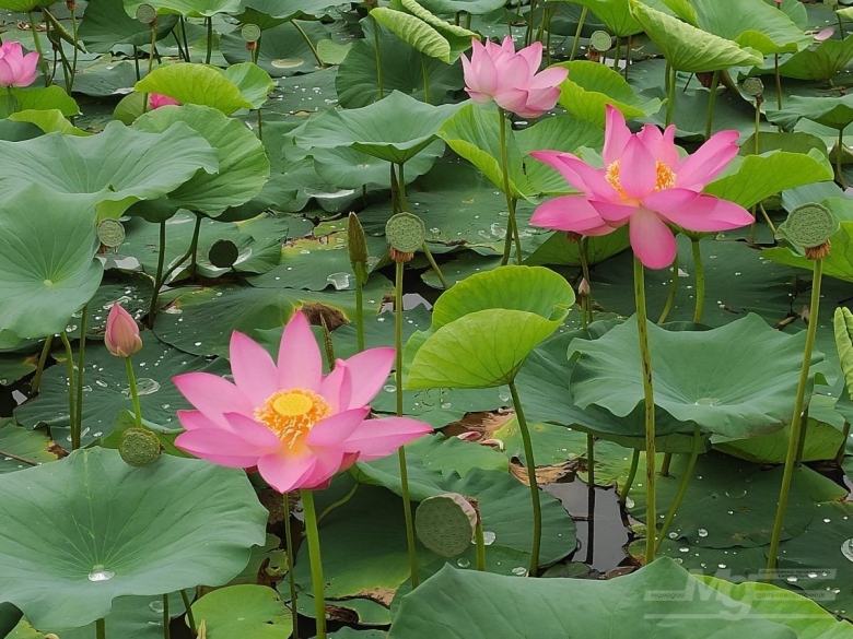 Озеро лотосов Хабаровск Галкино