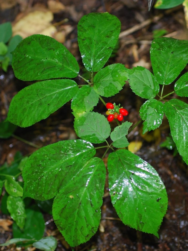 Жень Шень обыкновенный