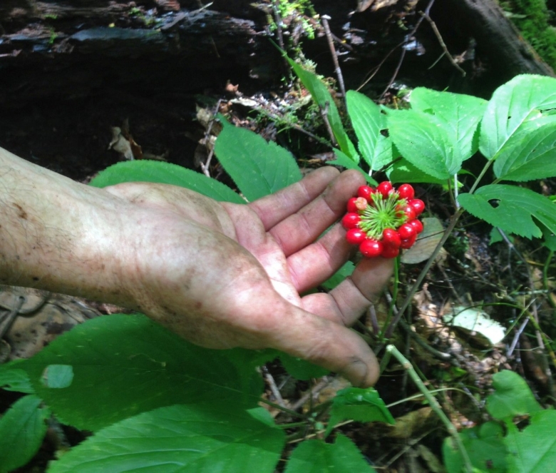 Дальневосточный дикий женьшень