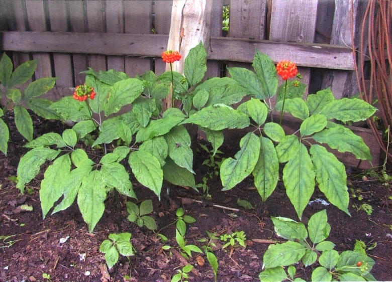 Приморский женьшень