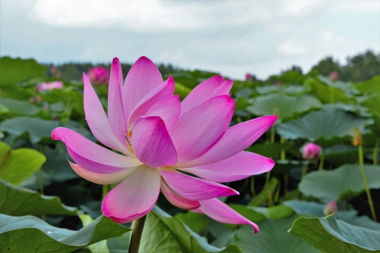Растения Хабаровского края фото и названия