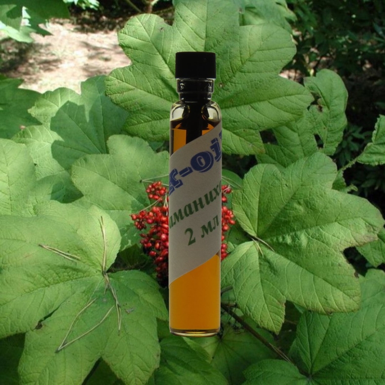 Oplopanax horridus заманиха