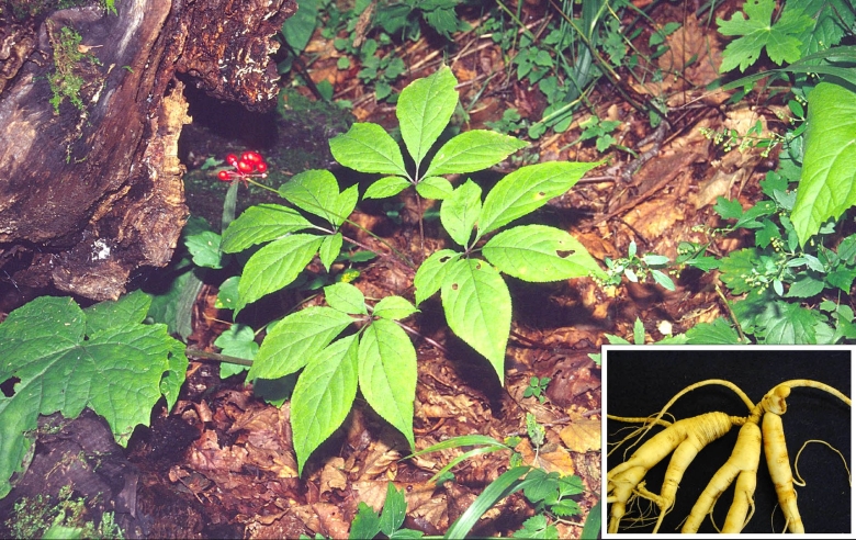 Уссурийская Тайга женьшень