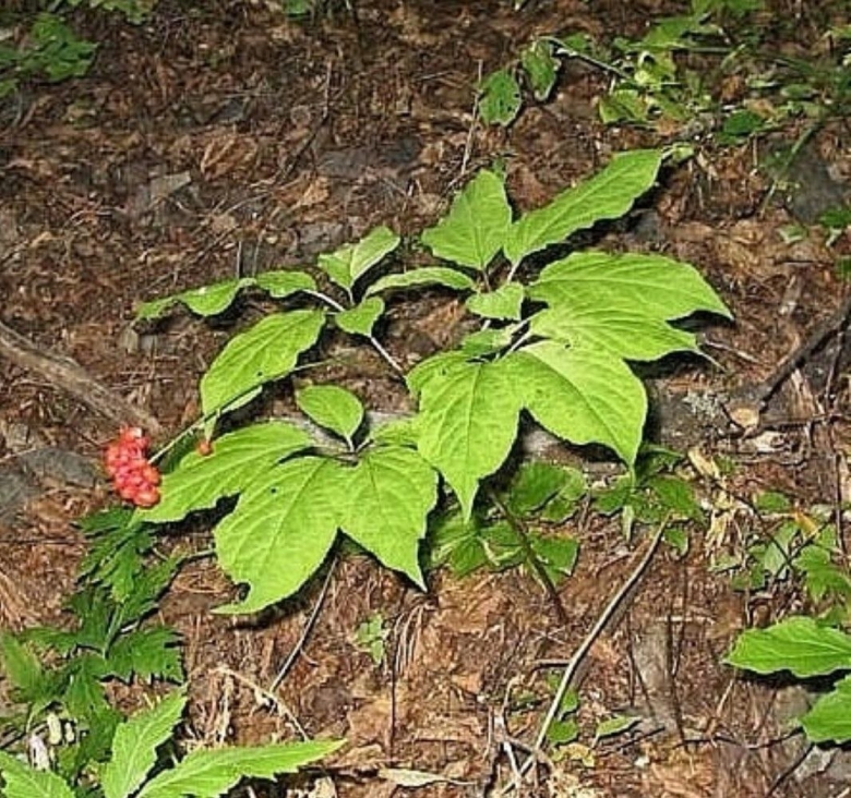 Уссурийский заповедник женьшень