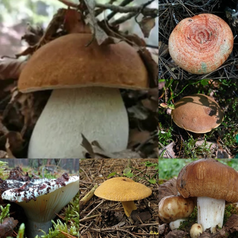 Белый гриб или боровик