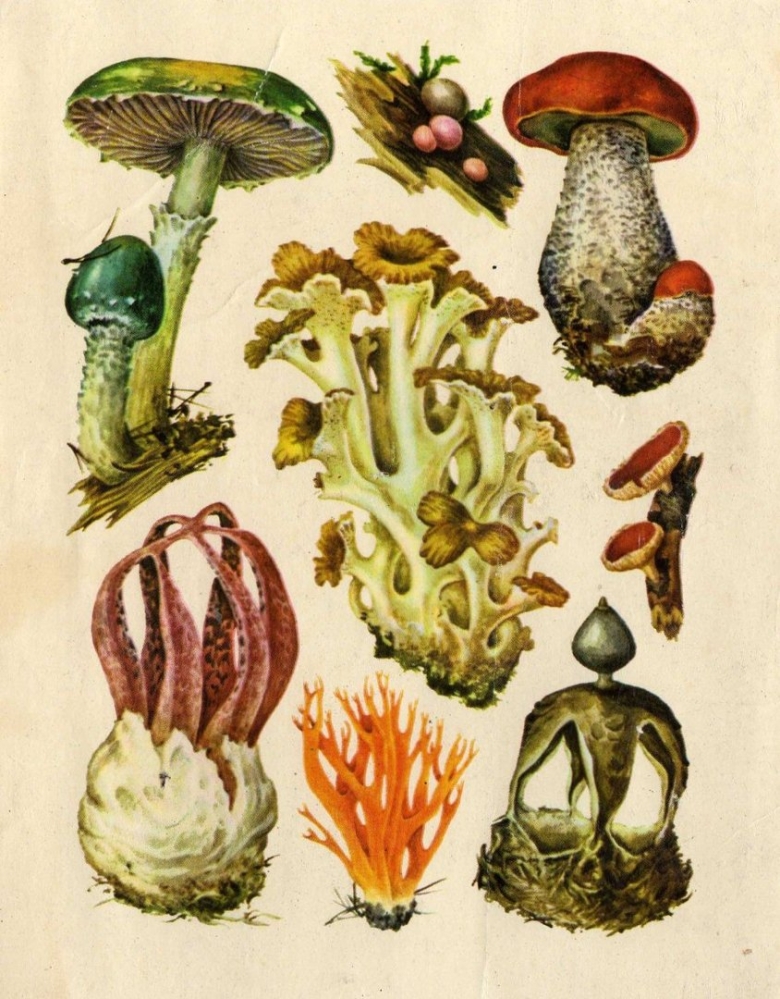 Царство грибов л Гарибова