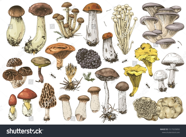 Коллекция грибов