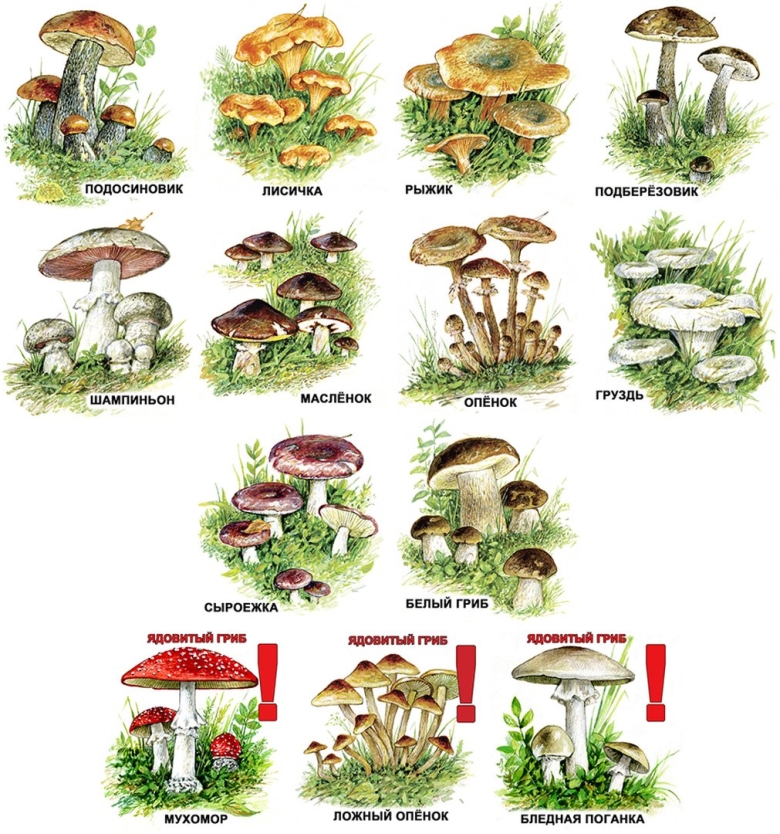 Атлас определитель съедобные грибы и несъедобные