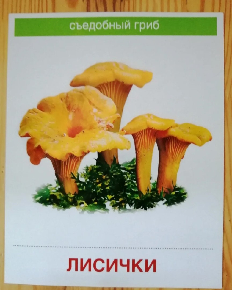 Съедобные грибы лисички