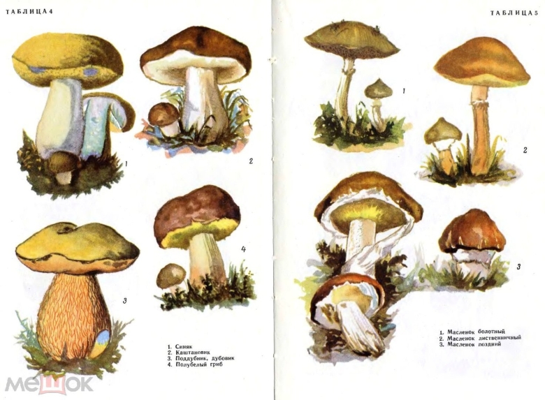 Атлас определитель грибов 3 класс окружающий мир