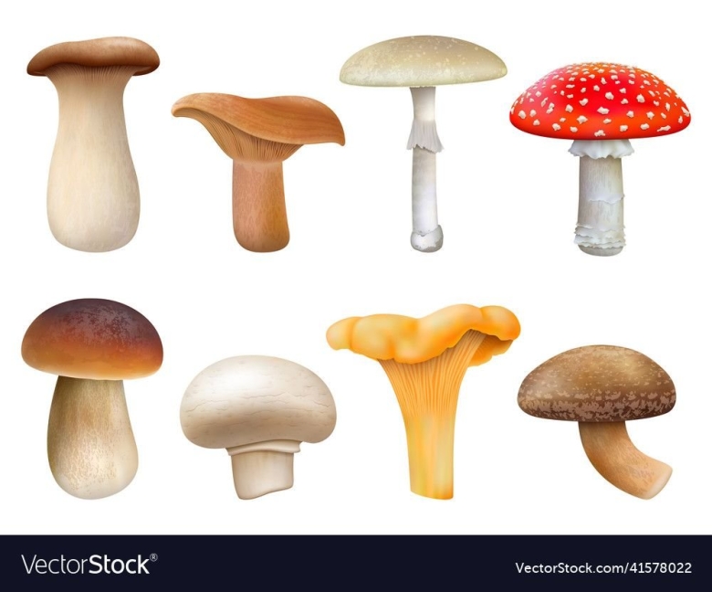 Гриб Лисичка вектор