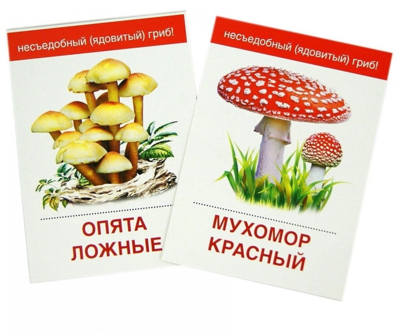 Карточки грибы
